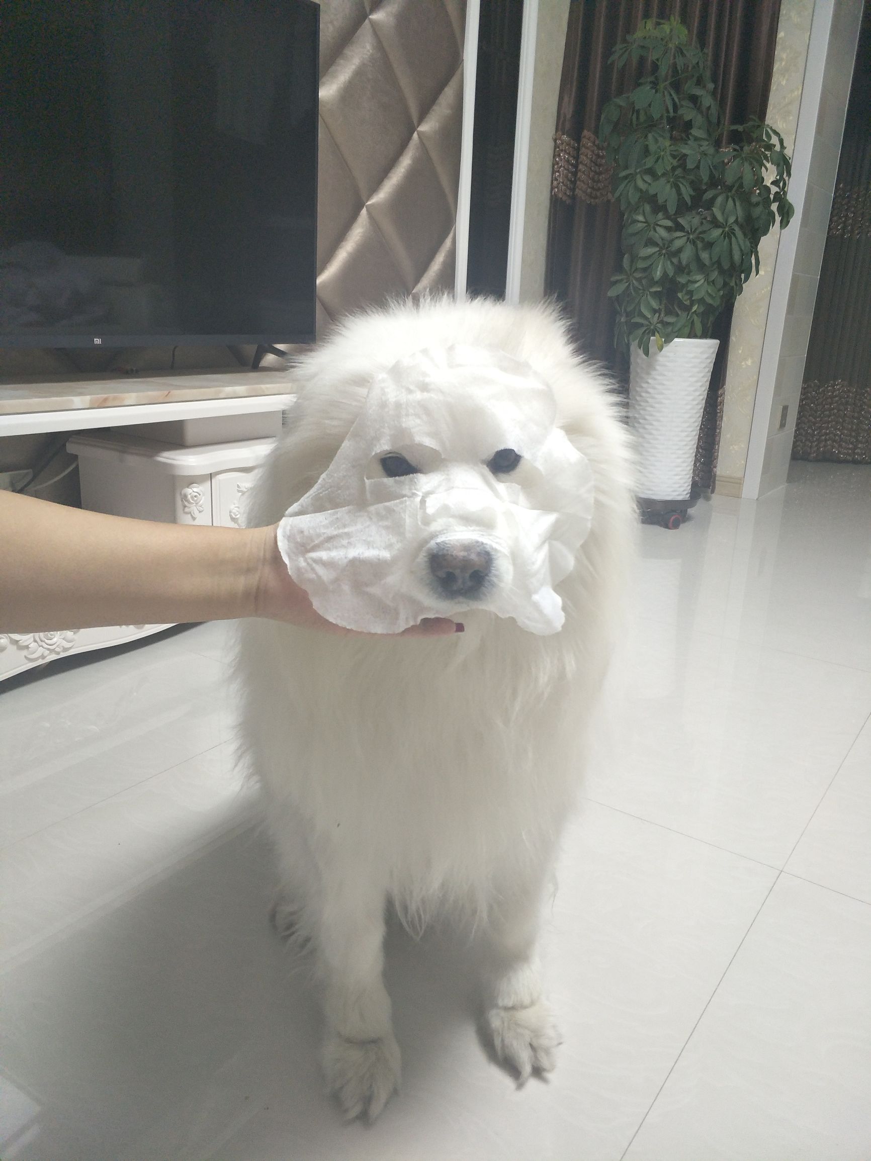 面膜贴过了舍不得扔？没关系，别浪费赏给家里的狗子吧！