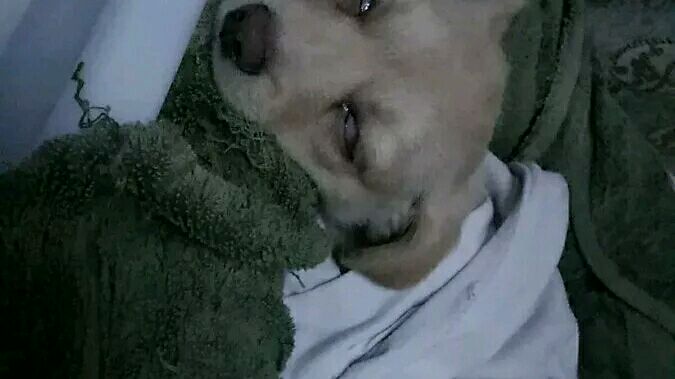 得了细小的狗狗治愈后,小土狗得了细小见到主人摇尾巴