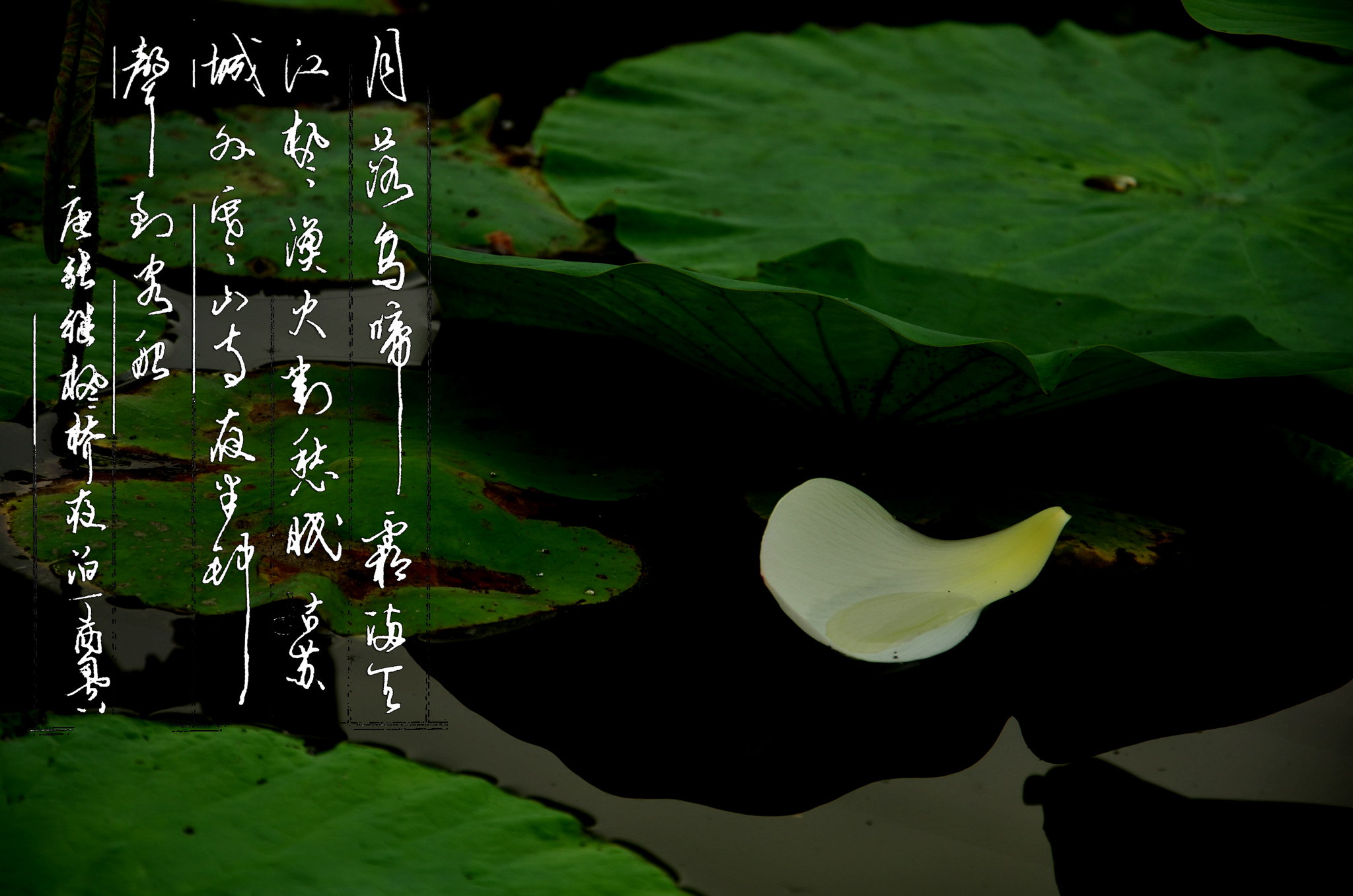 唐诗宋词经典佳句意境,唐诗宋词经典孤帆远影碧空尽