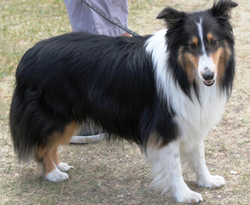 犬类百科德国牧羊犬,犬种百科之安纳托利亚牧羊犬