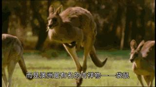 澳大利亚吉祥物袋鼠,澳大利亚的袋鼠伤人事件