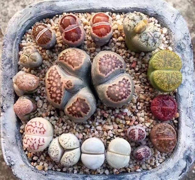 教你怎么养殖非常可爱的生石花,养生石花需要注意什么