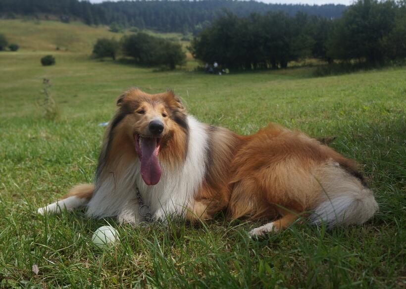 犬类百科德国牧羊犬,犬种百科之安纳托利亚牧羊犬