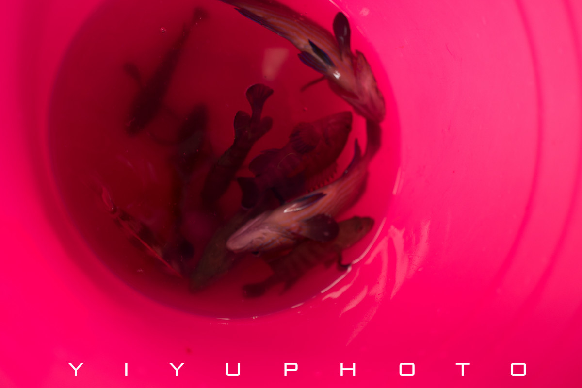 悠游一夏,马来西亚——六日自由行攻略