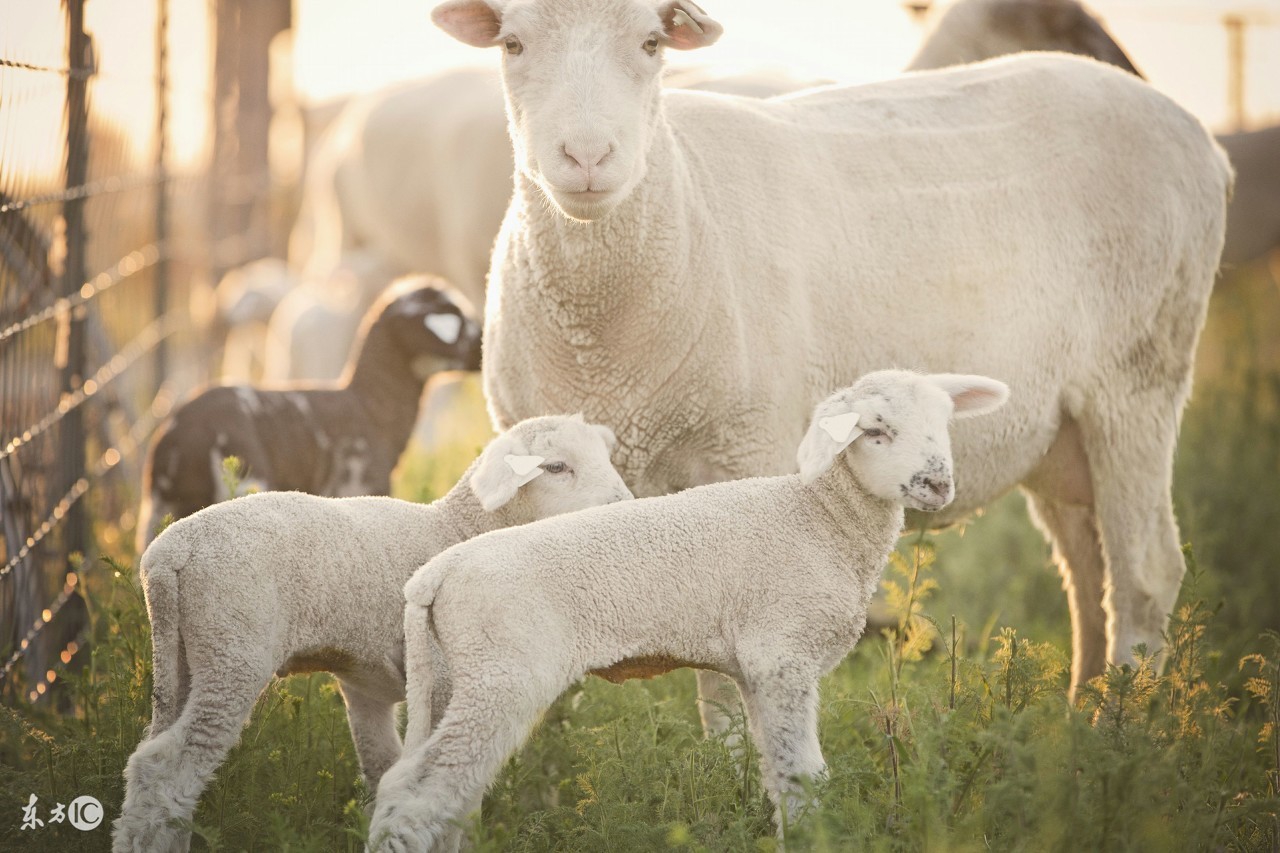 羊产后胎衣不下，病因，及治疗措施！关键时刻能救下两只羊的命！