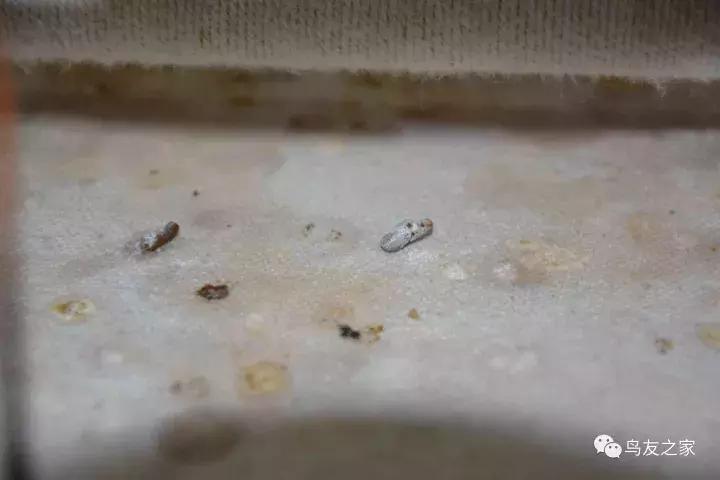 闲聊养鱼技巧大全,闲聊冬季野钓