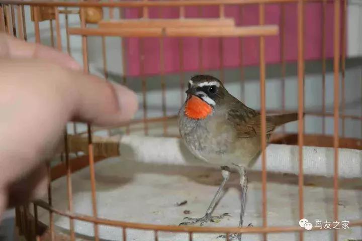 闲聊养鱼技巧大全,闲聊冬季野钓