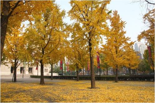 叫花鸡和扒鸡味道有什么区别,叫花鸡的口味浓郁吗吃起来柴吗