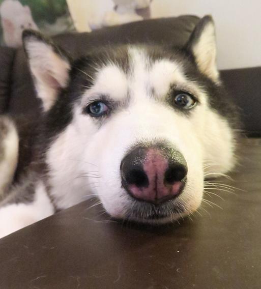 道格队长养宠物,狗狗生长期要怎么补充好钙营养