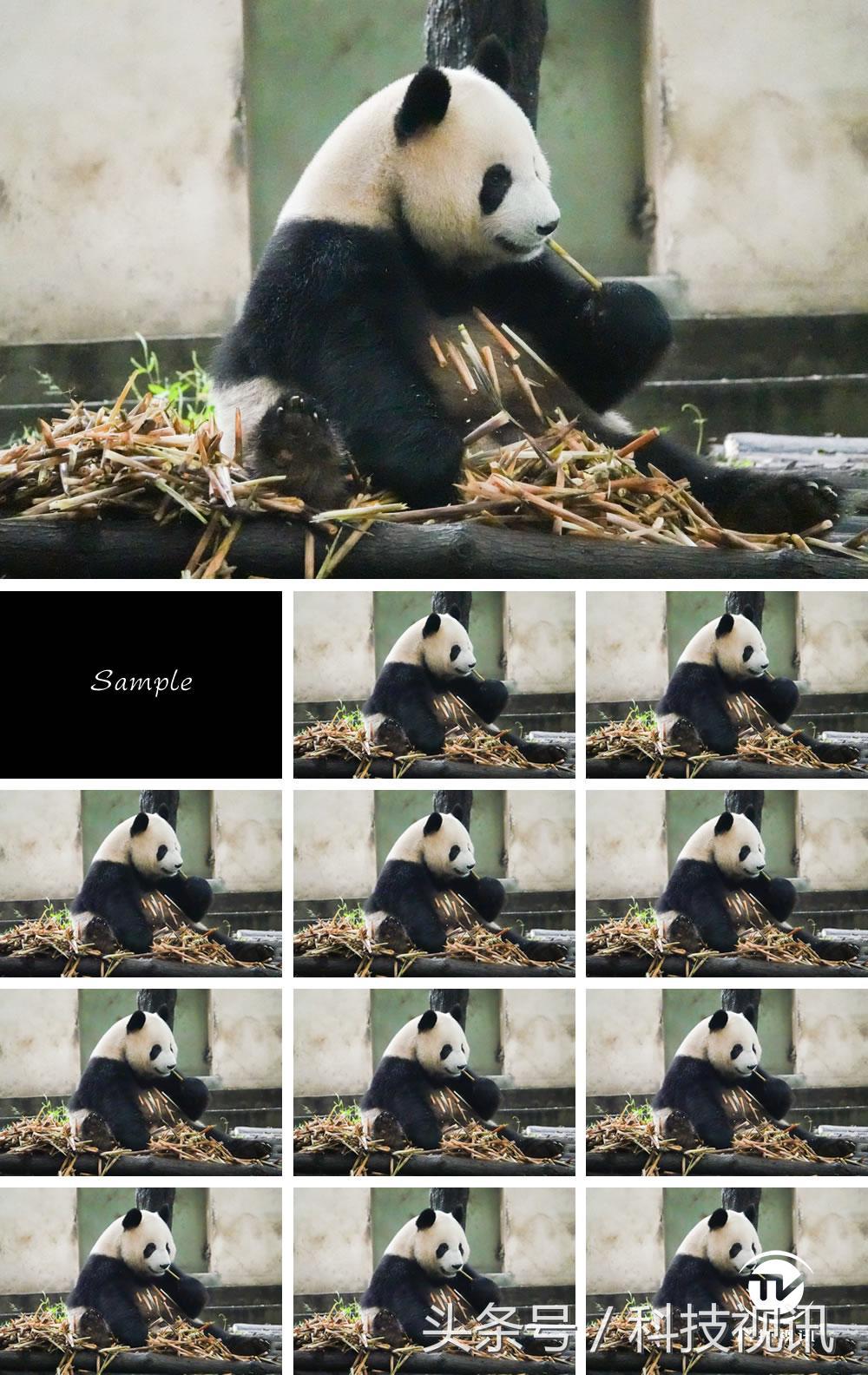 索尼黑卡一镜走天下哪个强,索尼黑卡rx10iv相机怎么样