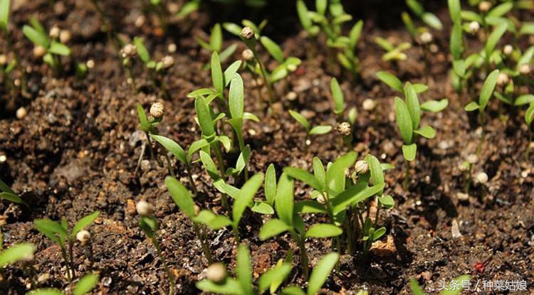 在家种香菜出苗率100%的绝招,种的香菜出苗又细又高怎么办