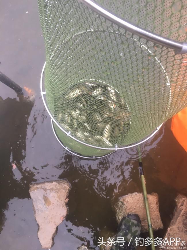 奔横县只为巴西雕，遇降温无奈成掐鲤