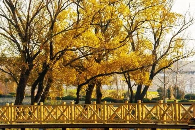 北京四个踏青必备的免费公园,北京小众湿地公园