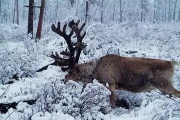 2025年呼伦贝尔大型活动,2018呼伦贝尔冬季旅游项目