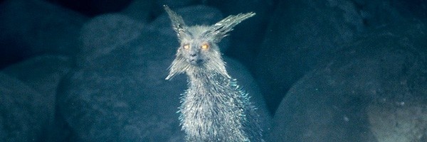 星球大战水晶狐狸图片,星球大战水晶都有哪些