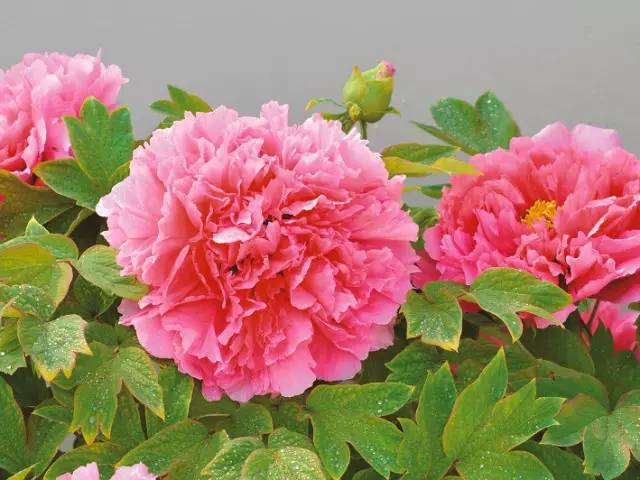 上过cctv的酒,菏泽牡丹花上央视