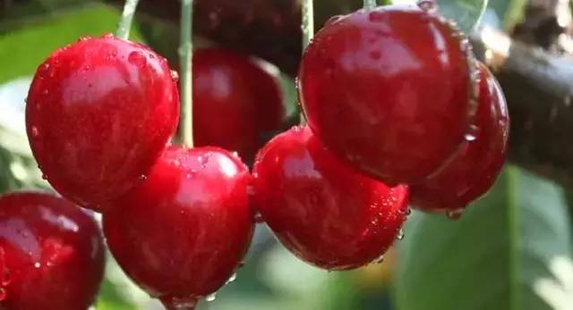 辽宁各地美食分布图,辽宁美食攻略大全