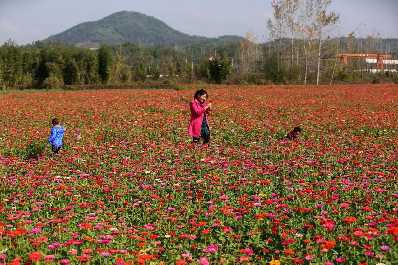富阳金沙岛花海,富阳花海网红景点