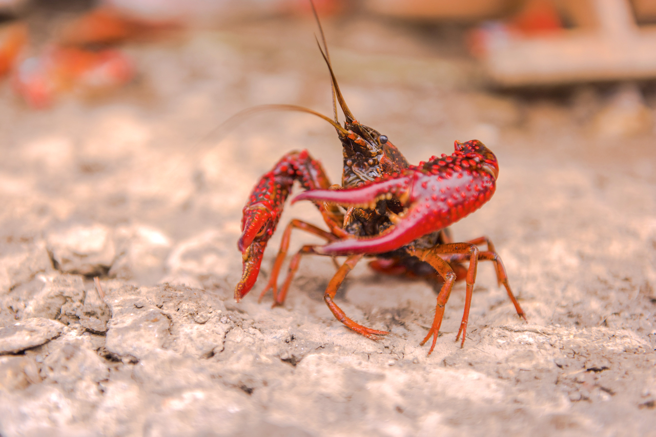 龙虾养殖新手入门教程,龙虾养殖技术入门