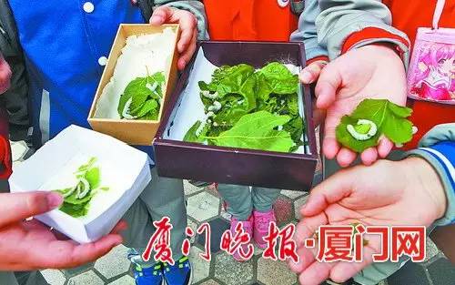 厦门桑叶分布,厦门桑叶位置图