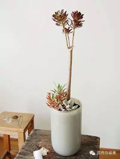 黑法师开花后怎么处理,黑法师花怎么养