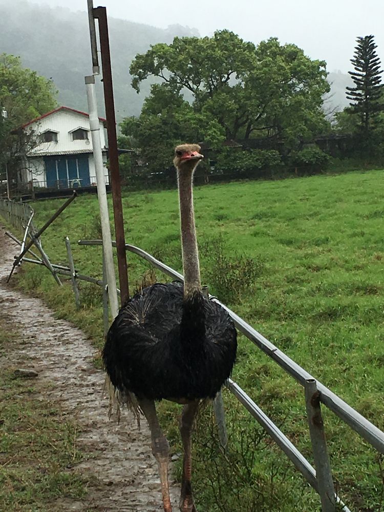 台湾游记自由行,台湾环岛旅行记