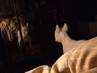 狗狗剃了毛毛后伤心没自信了，结果却因为这些原因重振威武