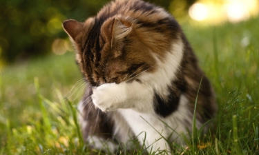 猫咪捂脸真可爱,猫咪害羞捂脸