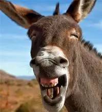 寒窗十载，不如黄牛一拍...怒摔！