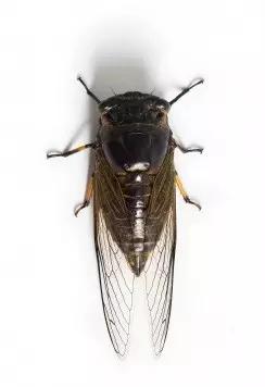 哪些昆虫有三对足两对翅一对触角,什么昆虫是三对足两对翅一对触角