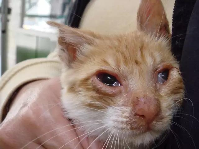 猫咪的一只眼睛突然变得很浑浊,猫咪眼睛受伤浑浊