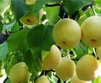 辽宁特色水果常用知识,辽宁好吃的水果特产有哪些