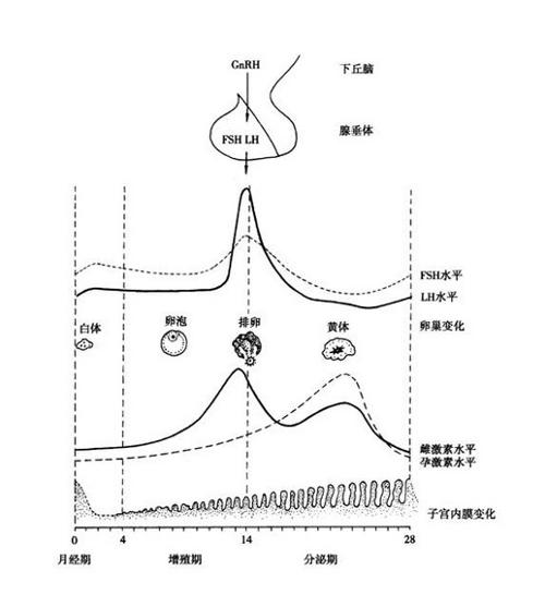 准妈必看预产期怎样算最准！