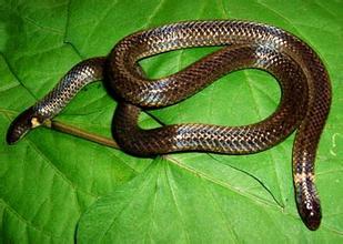 两头蛇vs双头蛇,真实的双头蛇和五头蛇