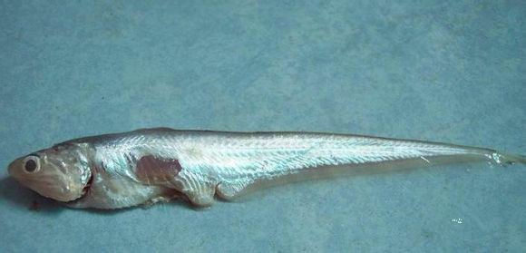 那些不认识的海鲜小干货,超级干货2022