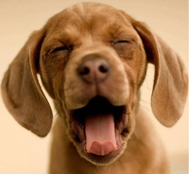 主人不在家狗狗怎么大小便,主人不在家狗狗怎么喂食