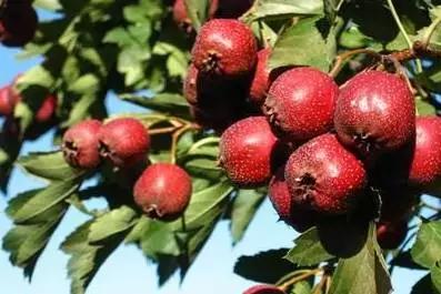 辽宁特色水果常用知识,辽宁好吃的水果特产有哪些