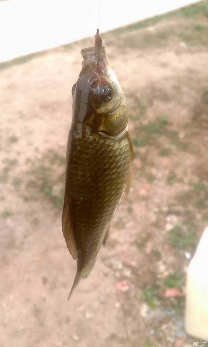 八一水库钓草鱼,八一水库钓青稍