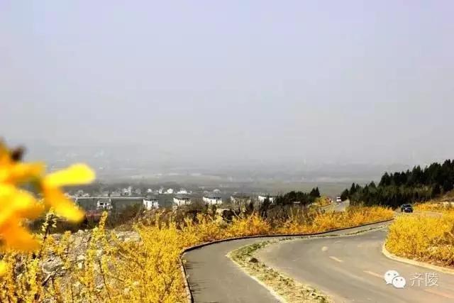 临淄:特色小镇的春天——金岭敬仲朱台齐陵