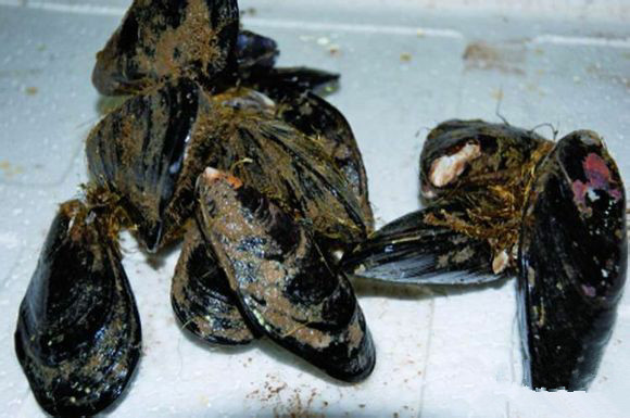 那些不认识的海鲜小干货,超级干货2022