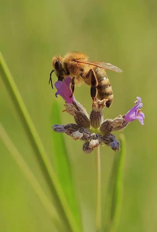 哪些昆虫有三对足两对翅一对触角,什么昆虫是三对足两对翅一对触角