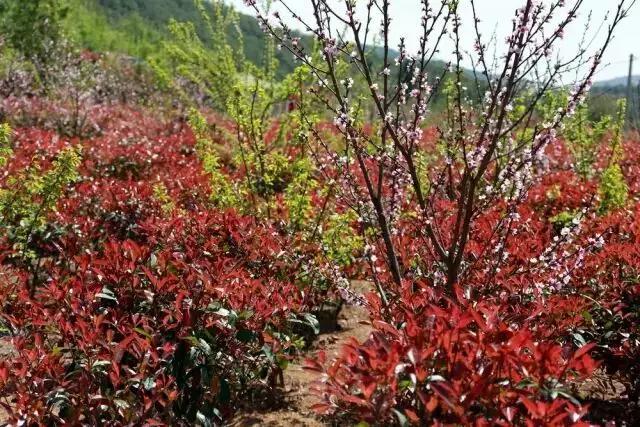 人间四月天，醉美是寻甸！