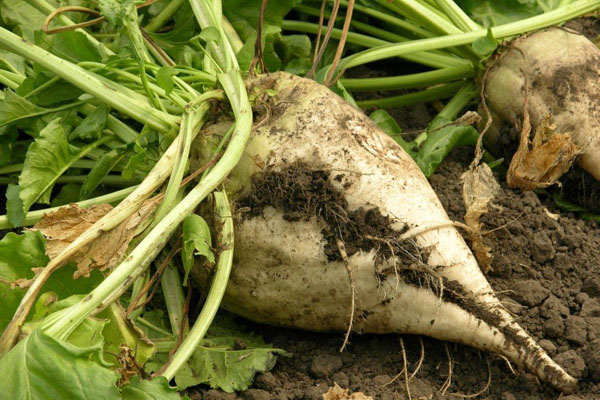 这是以甘蔗为原料酿出来的蒸馏烈酒