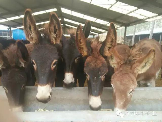 农村新商机小本创业,适合农村创业的小本点子