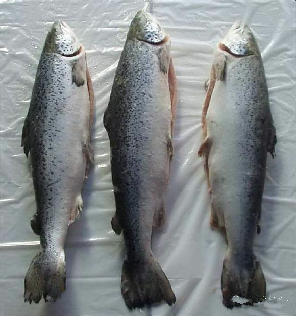 那些不认识的海鲜小干货,超级干货2022