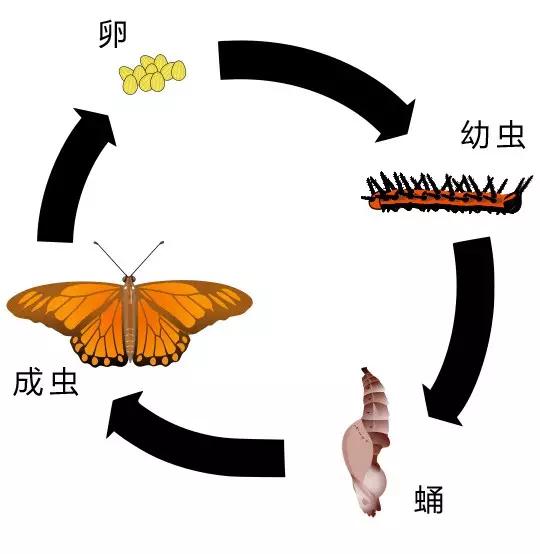 哪些昆虫有三对足两对翅一对触角,什么昆虫是三对足两对翅一对触角