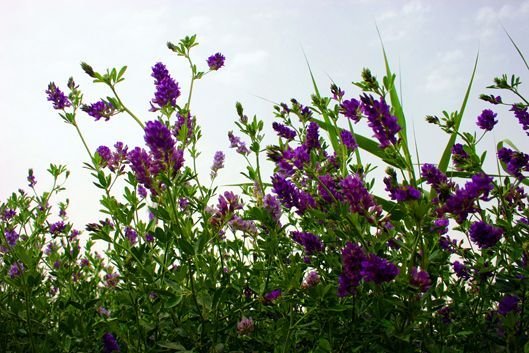 还记得，那一曲，苜蓿唱给岁月的歌