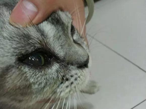 猫咪的一只眼睛突然变得很浑浊,猫咪眼睛受伤浑浊