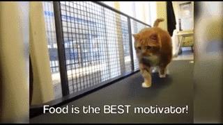 喝凉水都胖,喝凉水都胖的原因是