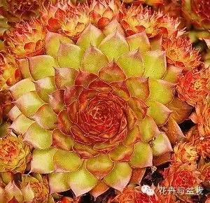 有一种植物叫长生草,长生草开花就死亡吗